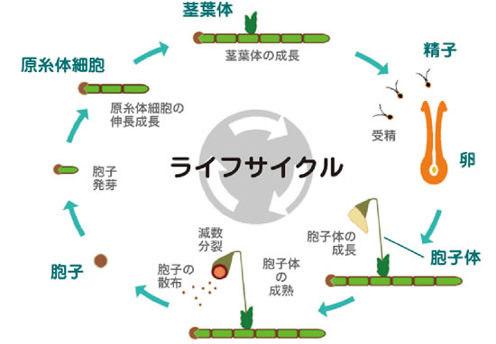 コケの繁殖とサイクルの図